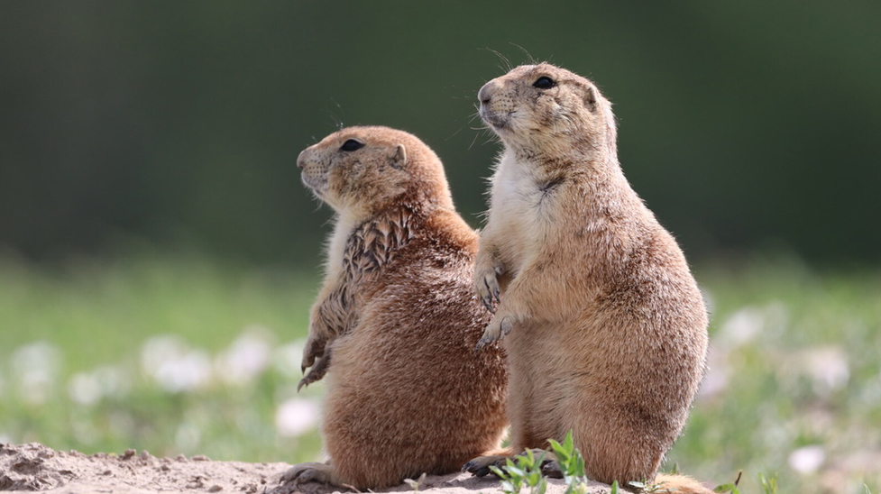 STILL - COWBOYS VS PRAIRIE DOGS